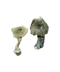 Alternative view of Albino Cambodians Magic Mushrooms