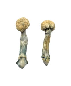 Alternative view of Albino Treasure Coast Magic Mushrooms