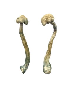 Albino Treasure Coast Magic Mushrooms
