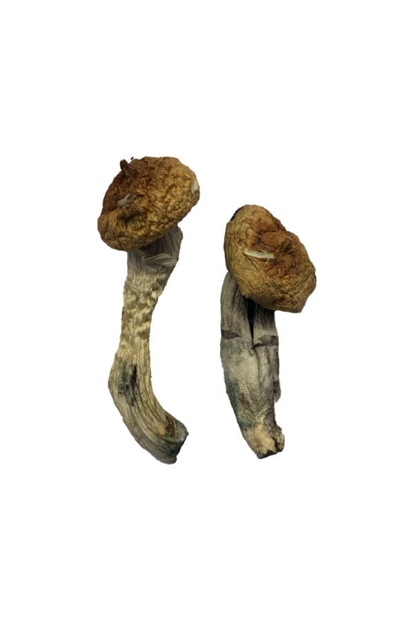 Amazonian Magic Mushrooms