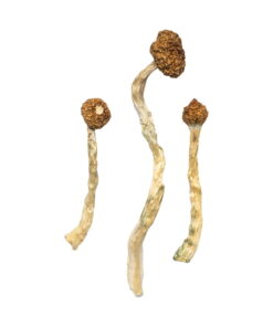 Alternative view of Arenal Volcano Magic Mushrooms