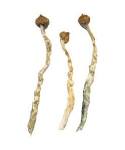 Arenal Volcano Magic Mushrooms