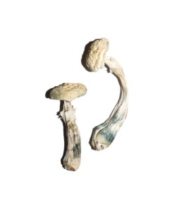 Alternative view of Avery’s Albino Magic Mushrooms