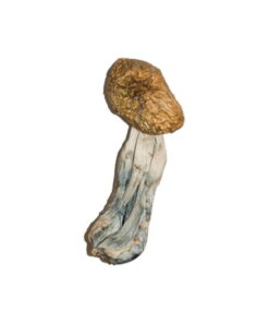Alternative view of Big Mex Magic Mushrooms