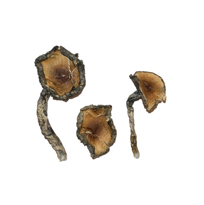 Blue Meanie Magic Mushrooms - Image 2