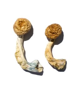 Alternative view of Cambodian Gold Magic Mushrooms