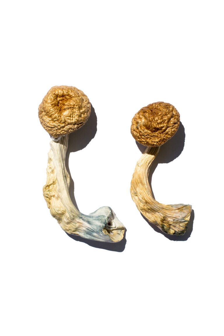 Cambodian Gold Magic Mushrooms - Image 2
