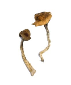 Alternative view of Daddy Long Legs Magic Mushrooms