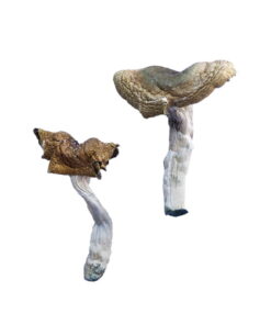 Alternative view of Florida White (F+) Magic Mushrooms