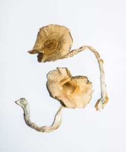 Alternative view of Golden Teachers Magic Mushrooms