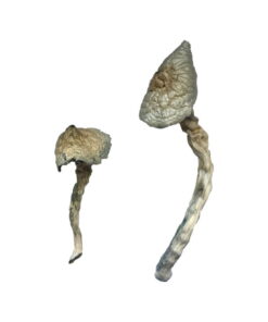 Alternative view of Featured Special ‘Half Oz’ Magic Mushrooms (14 grams)