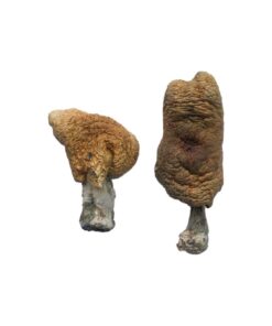 Alternative view of Hawaiian Magic Mushrooms