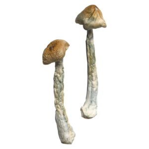 Alternative view of HillBilly Magic Mushrooms