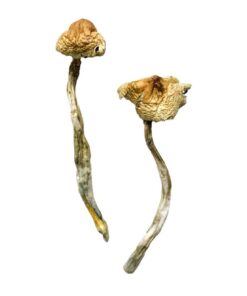 Alternative view of Huautla Magic Mushrooms