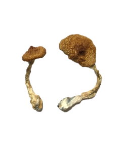 Koh Samui Super Strain Magic Mushrooms