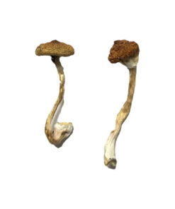 Alternative view of Koh Samui Super Strain Magic Mushrooms