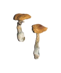Alternative view of Penis Envy 6 (PE6) Magic Mushrooms