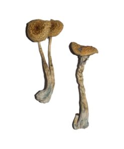 Penis Envy 6 (PE6) Magic Mushrooms