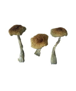 Alternative view of Psilocybe Aztecorum Magic Mushrooms