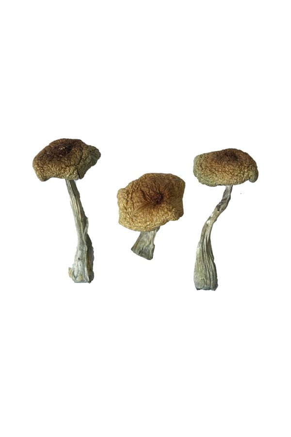 Psilocybe Aztecorum Magic Mushrooms - Image 2