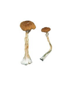 Alternative view of Puerto Rican Magic Mushrooms
