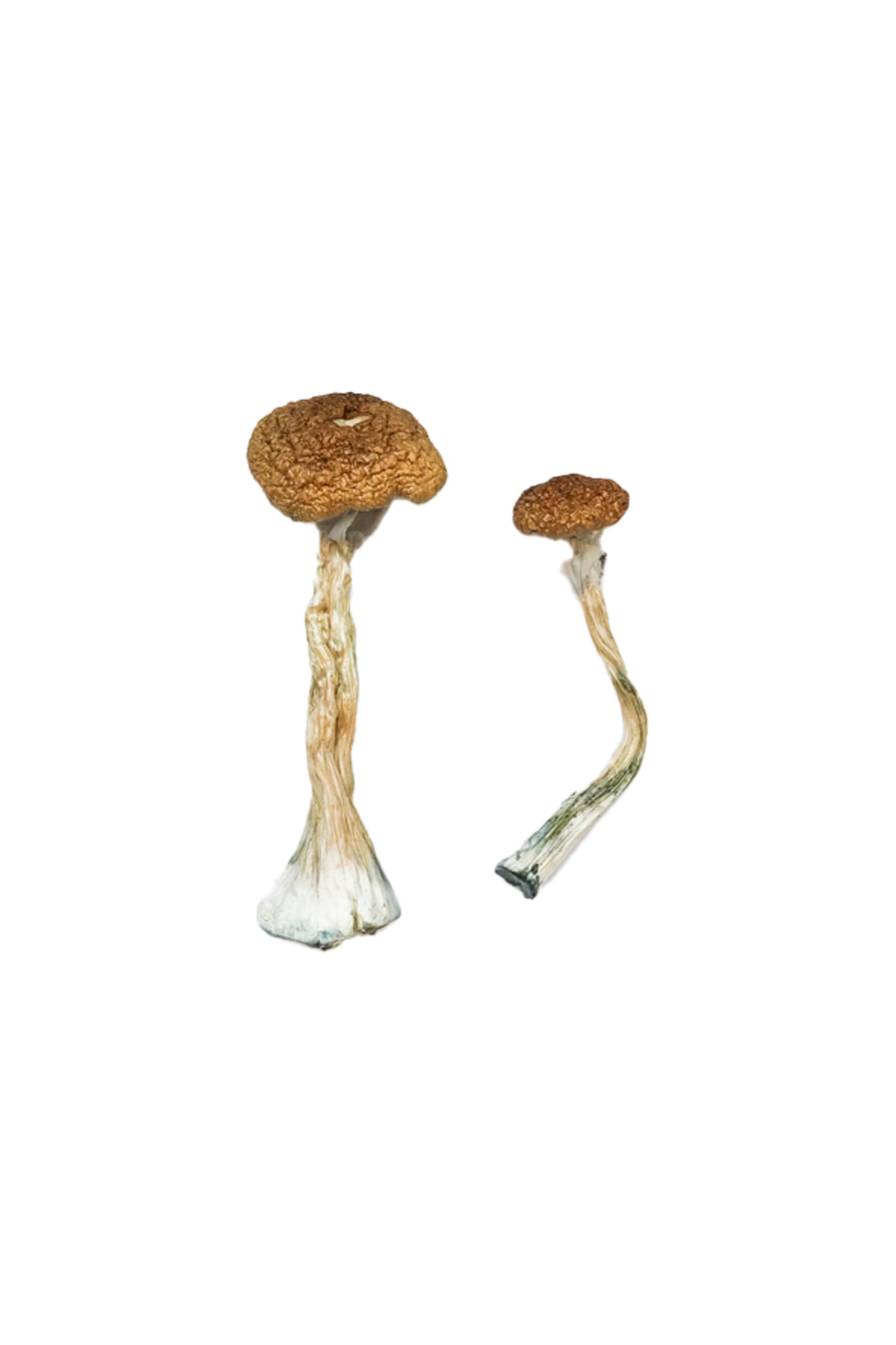 Puerto Rican Magic Mushrooms - Image 2