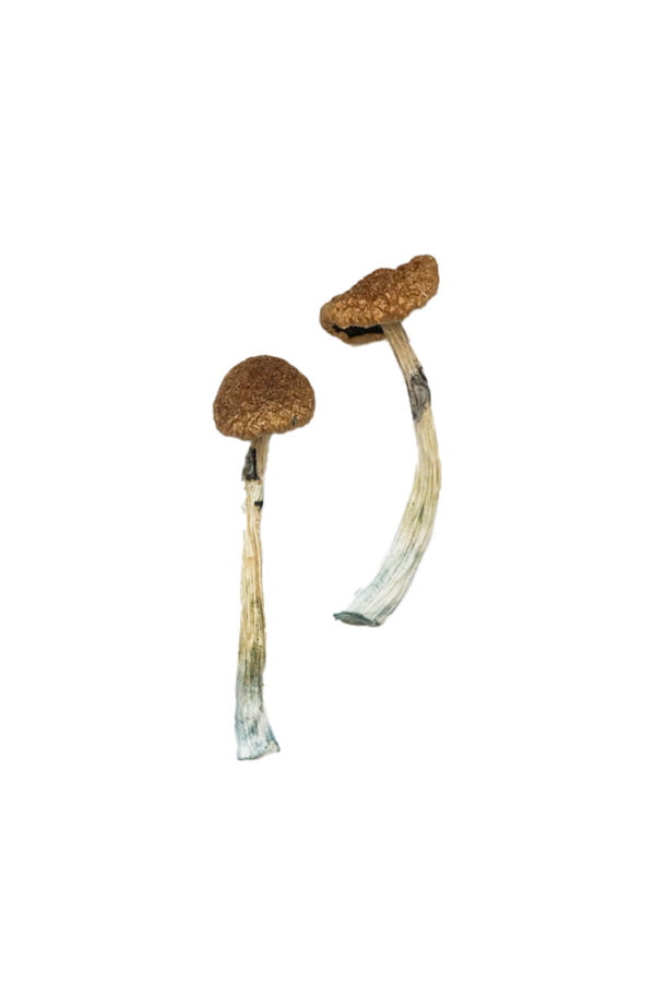 Puerto Rican Magic Mushrooms