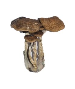 Alternative view of South American Magic Mushrooms