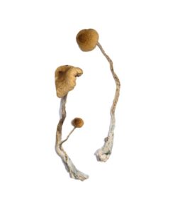 Syzygy Magic Mushrooms
