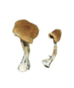 Wollongong Magic Mushrooms