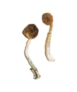 Alternative view of Treasure Coast Mushroom