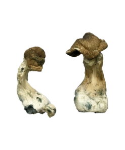 Tri-Colour Ecuadorian Mushrooms