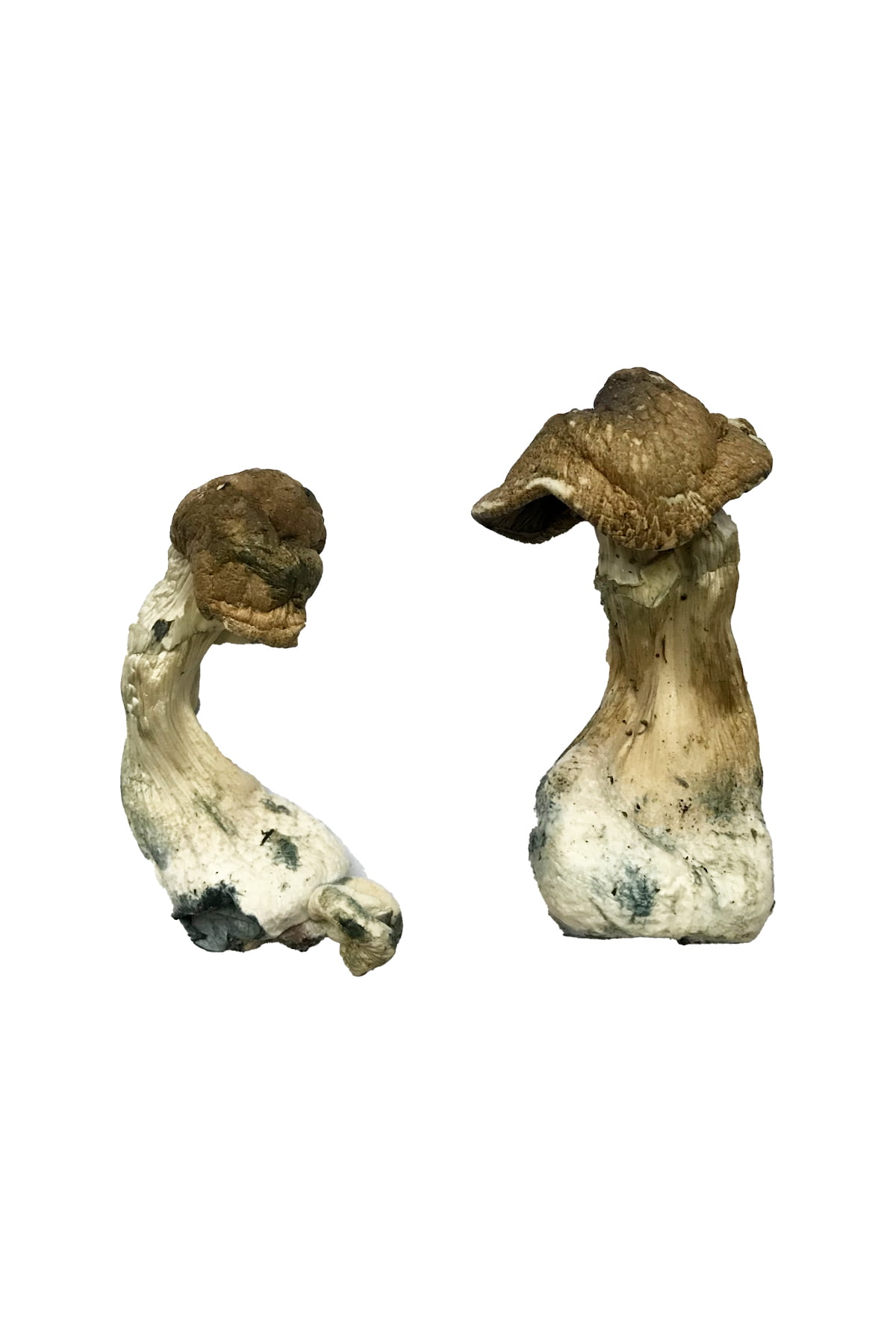 Tri-Colour Ecuadorian Mushrooms