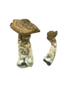 Alternative view of Tri-Colour Ecuadorian Mushrooms