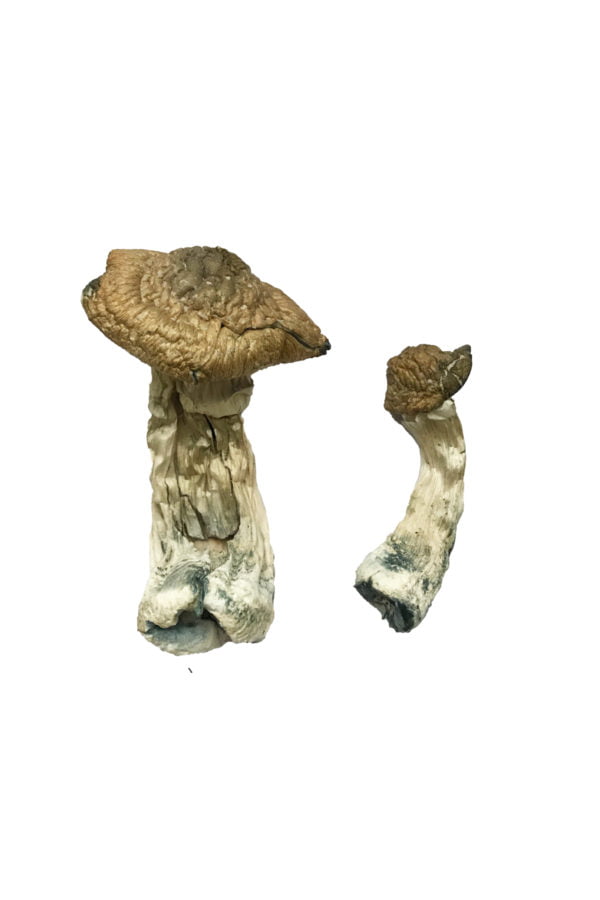 Tri-Colour Ecuadorian Mushrooms - Image 2