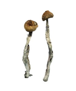 Z-Strain Magic Mushrooms